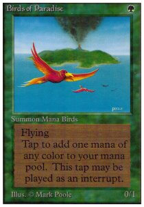 Birds of Paradise